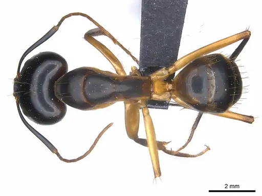 Camponotus maculatus specimen CASENT0217354 image casent0217354_1
