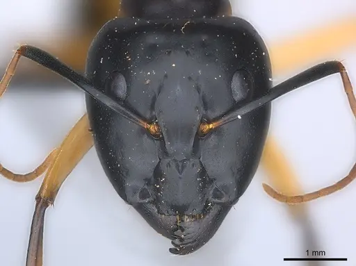 Camponotus maculatus specimen CASENT0217354 image casent0217354_2
