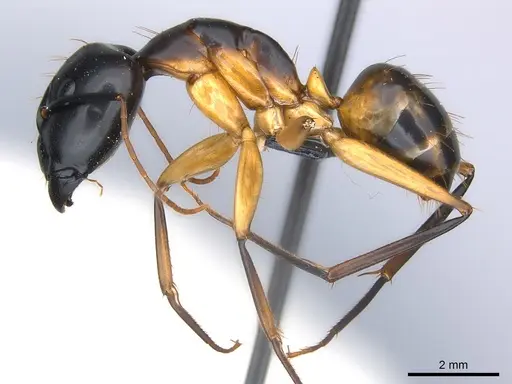 Camponotus maculatus specimen CASENT0217354 image casent0217354_3