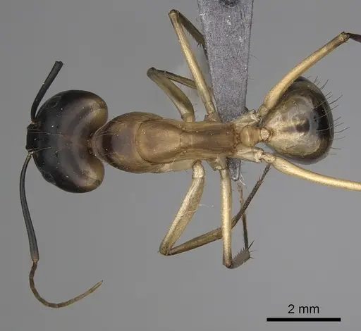 Camponotus maculatus specimen CASENT0263900 image casent0263900_1