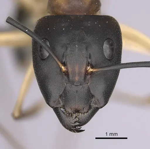 Camponotus maculatus specimen CASENT0263900 image casent0263900_2