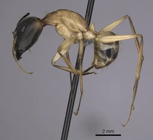 Camponotus maculatus specimen CASENT0263900 image casent0263900_3