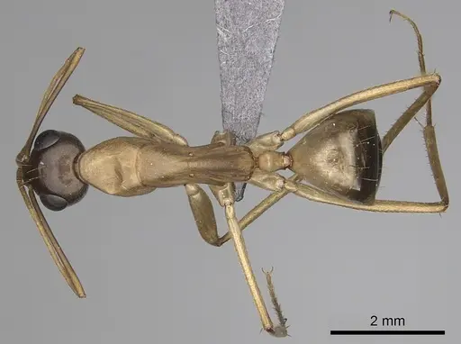 Camponotus maculatus specimen CASENT0264129 image casent0264129_1