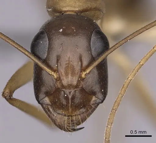 Camponotus maculatus specimen CASENT0264129 image casent0264129_2