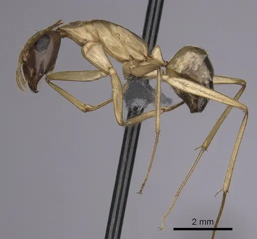 Camponotus maculatus specimen CASENT0264129 image casent0264129_3