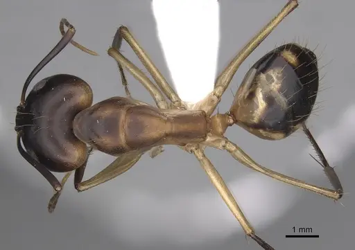 Camponotus maculatus specimen CASENT0280282 image casent0280282_1