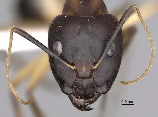 Camponotus maculatus specimen CASENT0280282 image casent0280282_2
