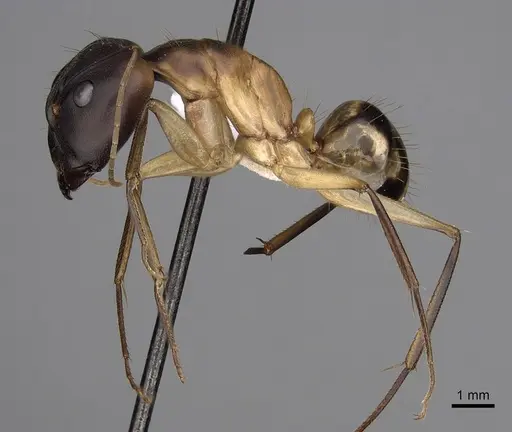 Camponotus maculatus specimen CASENT0280282 image casent0280282_3