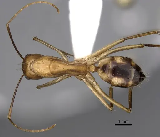 Camponotus maculatus specimen CASENT0280283 image casent0280283_1