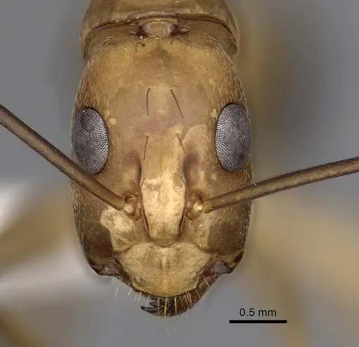 Camponotus maculatus specimen CASENT0280283 image casent0280283_2