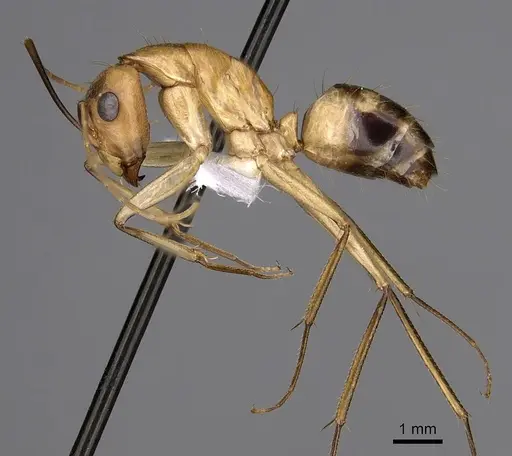 Camponotus maculatus specimen CASENT0280283 image casent0280283_3