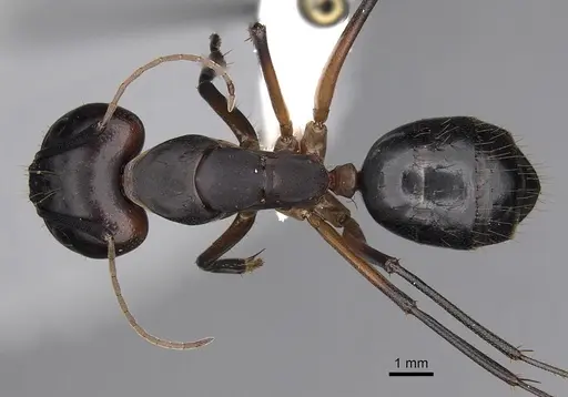 Camponotus maculatus specimen CASENT0280284 image casent0280284_1