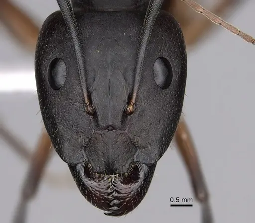 Camponotus maculatus specimen CASENT0280284 image casent0280284_2