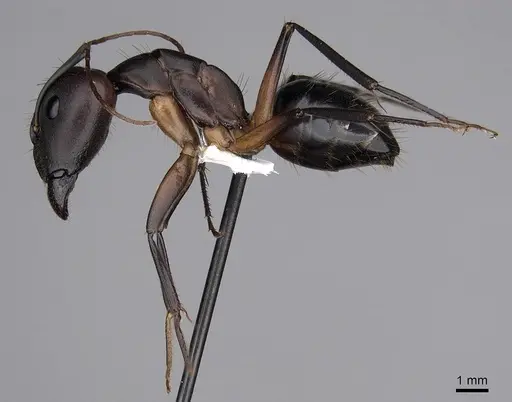 Camponotus maculatus specimen CASENT0280284 image casent0280284_3