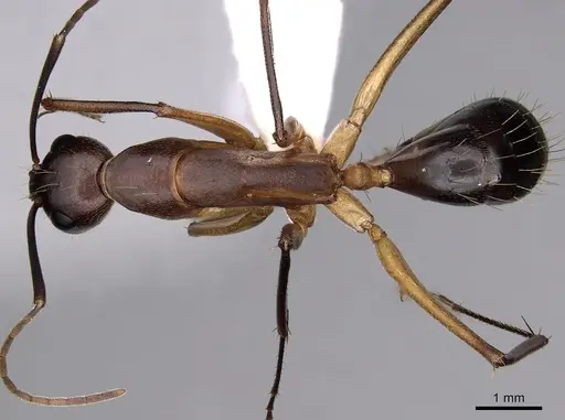 Camponotus maculatus specimen CASENT0280285 image casent0280285_1