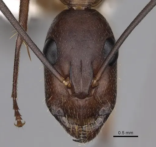 Camponotus maculatus specimen CASENT0280285 image casent0280285_2