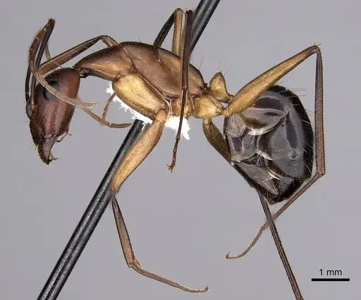 Camponotus maculatus specimen CASENT0280285 image casent0280285_3