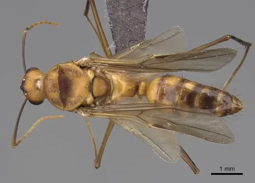 Camponotus maculatus specimen CASENT0774792 image casent0774792_1