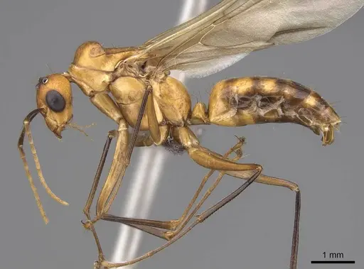 Camponotus maculatus specimen CASENT0774792 image casent0774792_3