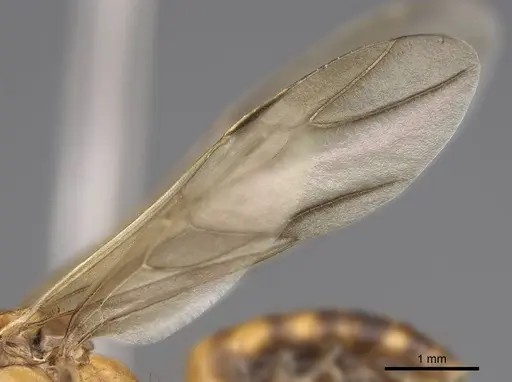 Camponotus maculatus specimen CASENT0774792 image casent0774792_4