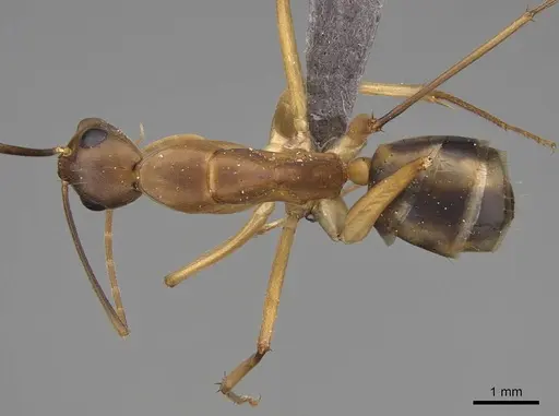 Camponotus maculatus specimen CASENT0775399 image casent0775399_1