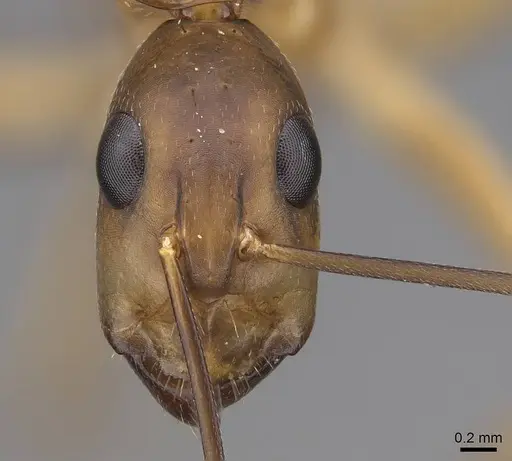 Camponotus maculatus specimen CASENT0775399 image casent0775399_2