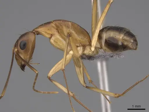 Camponotus maculatus specimen CASENT0775399 image casent0775399_3