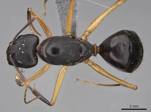 Camponotus maculatus specimen CASENT0775400 image casent0775400_1