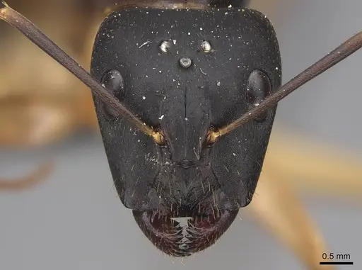 Camponotus maculatus specimen CASENT0775400 image casent0775400_2