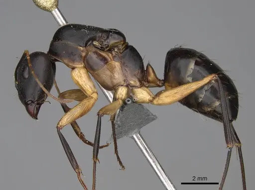 Camponotus maculatus specimen CASENT0775400 image casent0775400_3