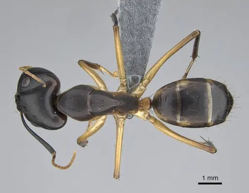 Camponotus maculatus specimen CASENT0785938 image casent0785938_1