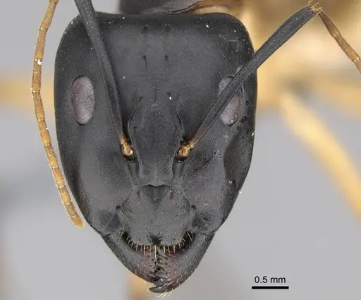 Camponotus maculatus specimen CASENT0785938 image casent0785938_2