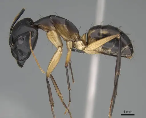 Camponotus maculatus specimen CASENT0785938 image casent0785938_3