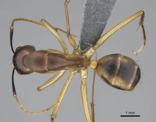 Camponotus maculatus specimen CASENT0785939 image casent0785939_1