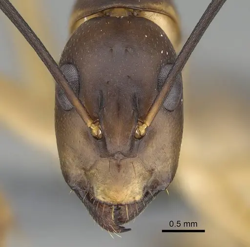 Camponotus maculatus specimen CASENT0785939 image casent0785939_2