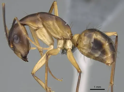 Camponotus maculatus specimen CASENT0785939 image casent0785939_3