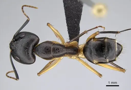 Camponotus maculatus specimen CASENT0822198 image casent0822198_1