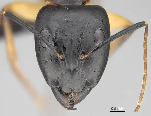 Camponotus maculatus specimen CASENT0822198 image casent0822198_2