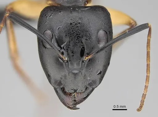 Camponotus maculatus specimen CASENT0822198 image casent0822198_3