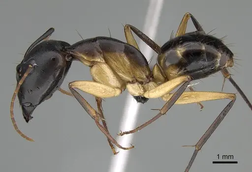 Camponotus maculatus specimen CASENT0822198 image casent0822198_4