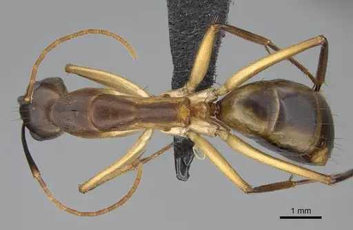 Camponotus maculatus specimen CASENT0822199 image casent0822199_1