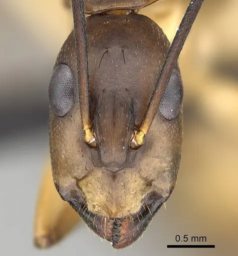 Camponotus maculatus specimen CASENT0822199 image casent0822199_2