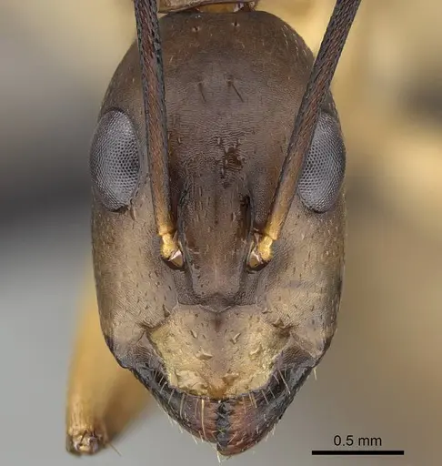 Camponotus maculatus specimen CASENT0822199 image casent0822199_3