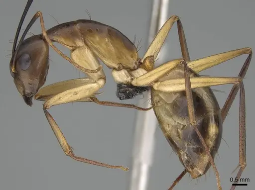 Camponotus maculatus specimen CASENT0822199 image casent0822199_4
