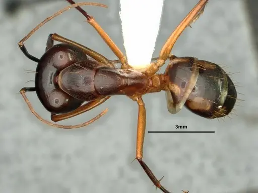 Camponotus maculatus specimen CASENT0883446 image casent0883446_1