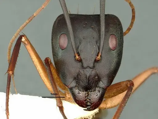 Camponotus maculatus specimen CASENT0883446 image casent0883446_2