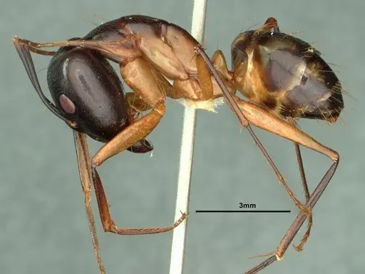 Camponotus maculatus specimen CASENT0883446 image casent0883446_3