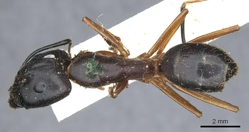Camponotus maculatus specimen CASENT0903511 image casent0903511_1