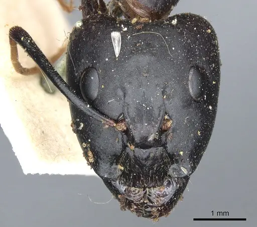 Camponotus maculatus specimen CASENT0903511 image casent0903511_2