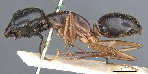 Camponotus maculatus specimen CASENT0903511 image casent0903511_3